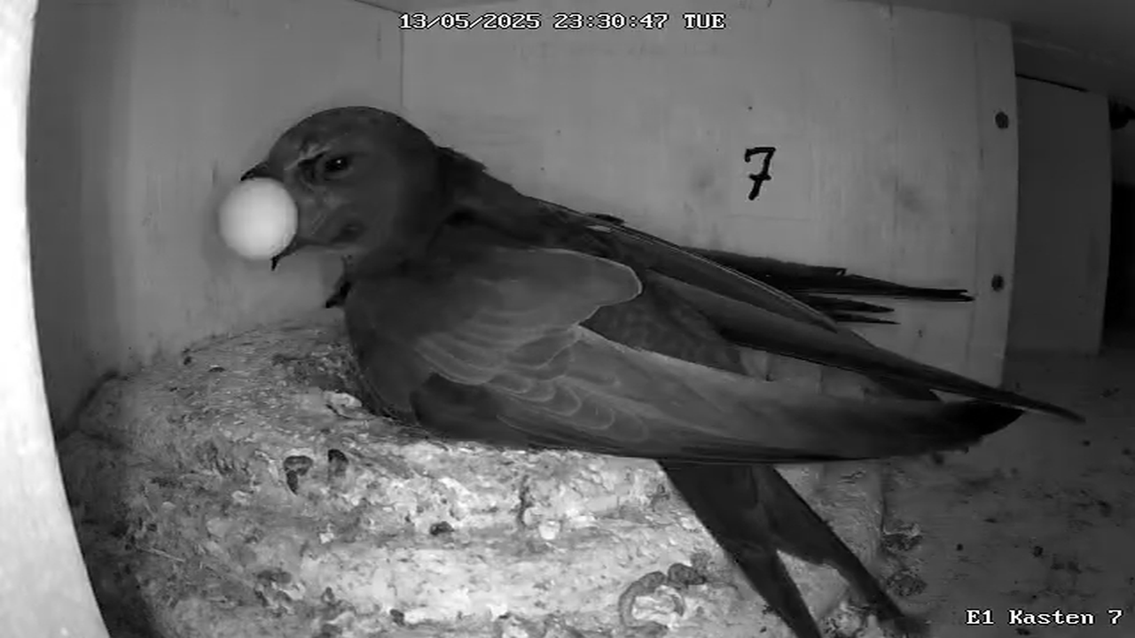 Warum wurde ein Ei aus dem Nest geworfen?