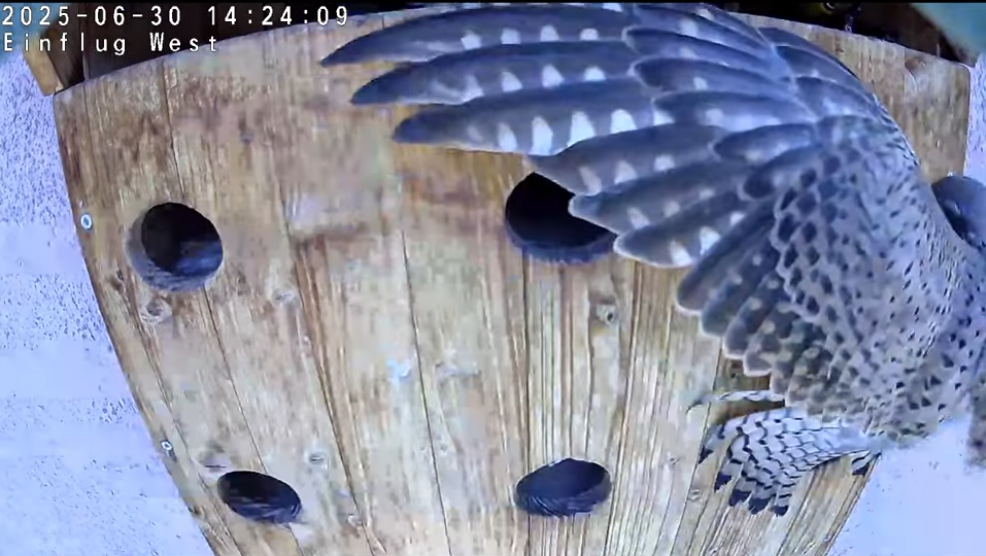 Ein Turmfalke macht uns Kummer