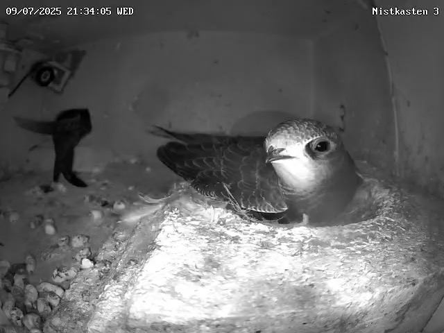 Der erste Jungvogel hat den Nistkasten verlassen
