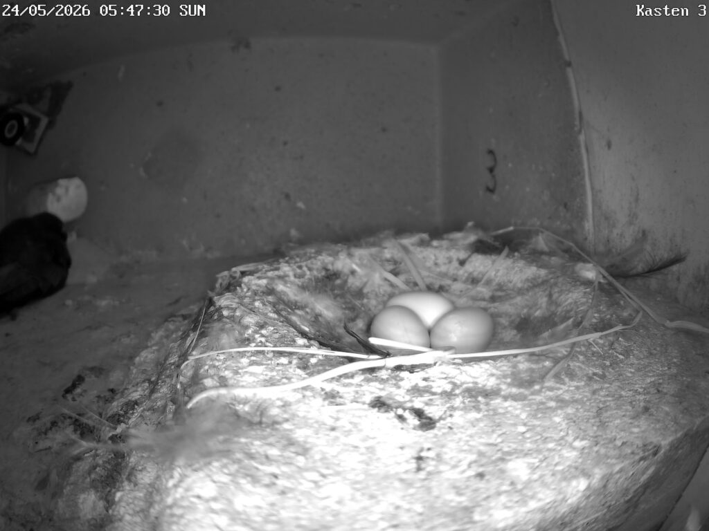 3 Mauersegler Eier im Nest