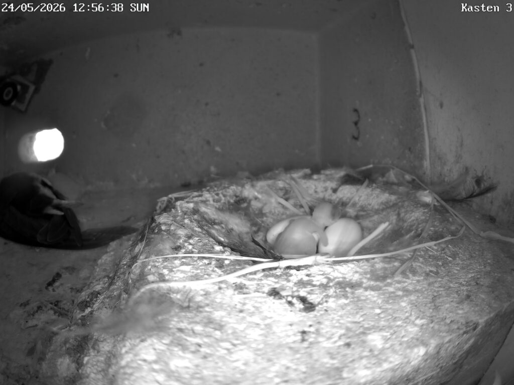 Mauerseglerküken und 2 Eier im Nest